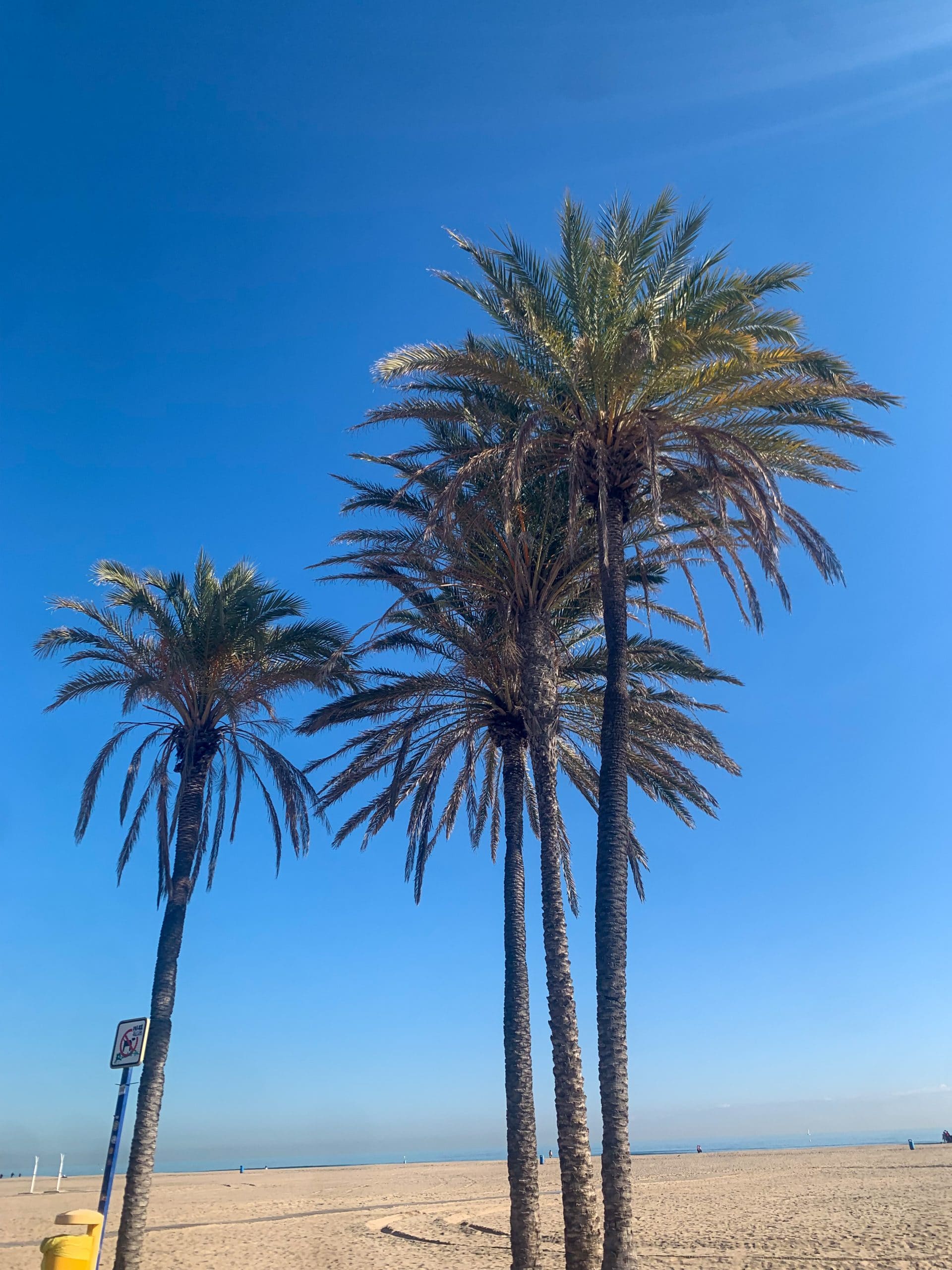 Foto palmbomen strand kitesurfen