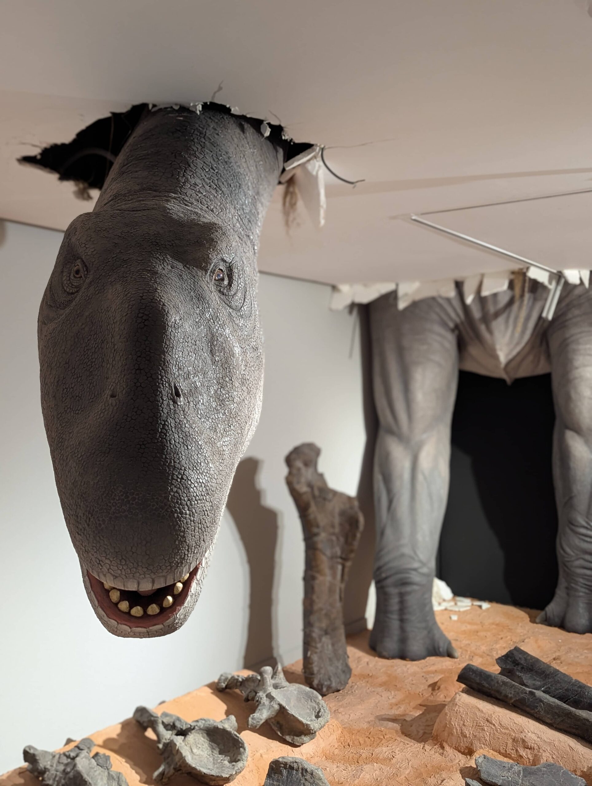 El Paleontològic - Museu de Collecions Naturals dino